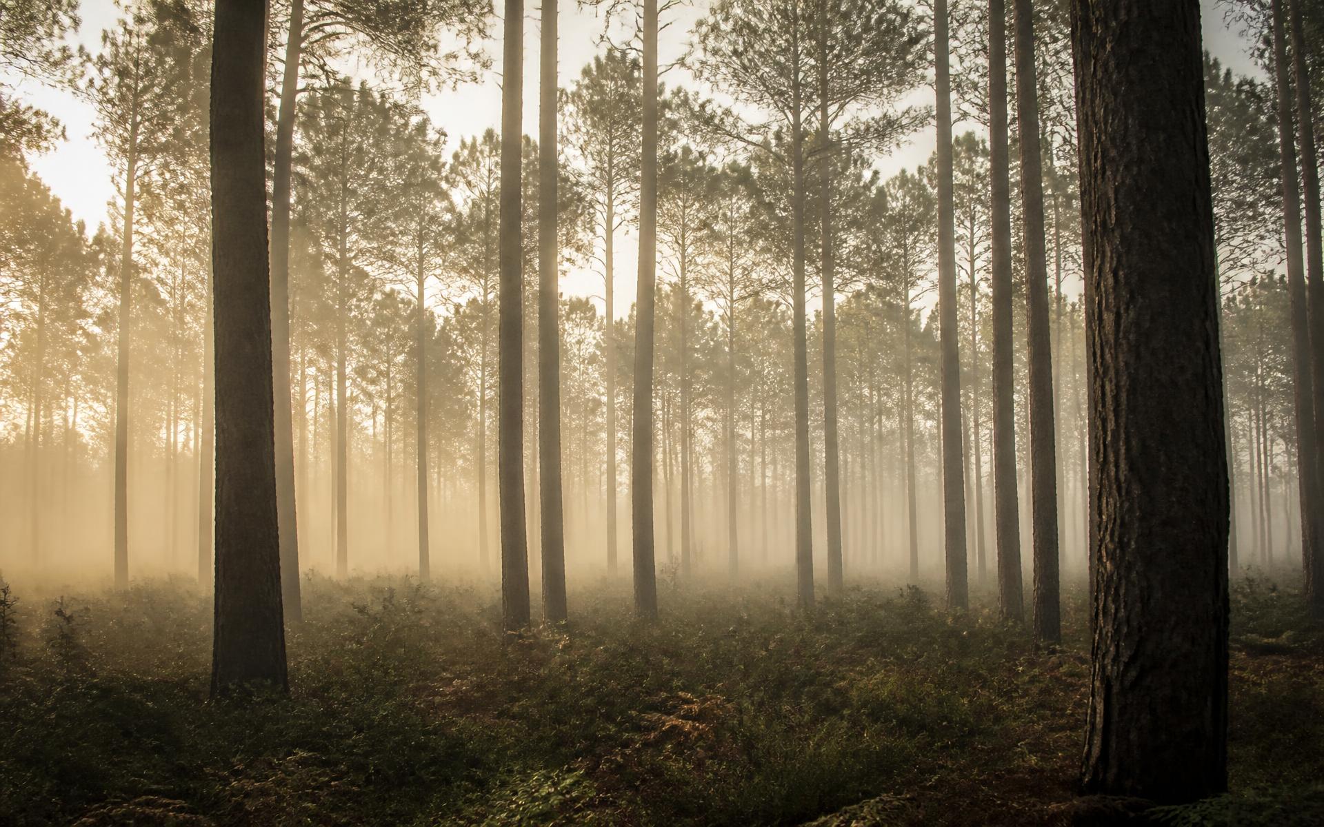 Pins maritimes des Landes de Gascogne dans la brume du petit matin